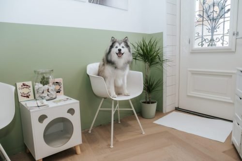 Dierenarts-Lu-31