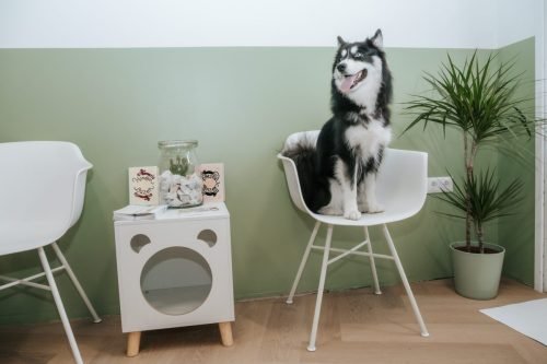 Dierenarts-Lu-32